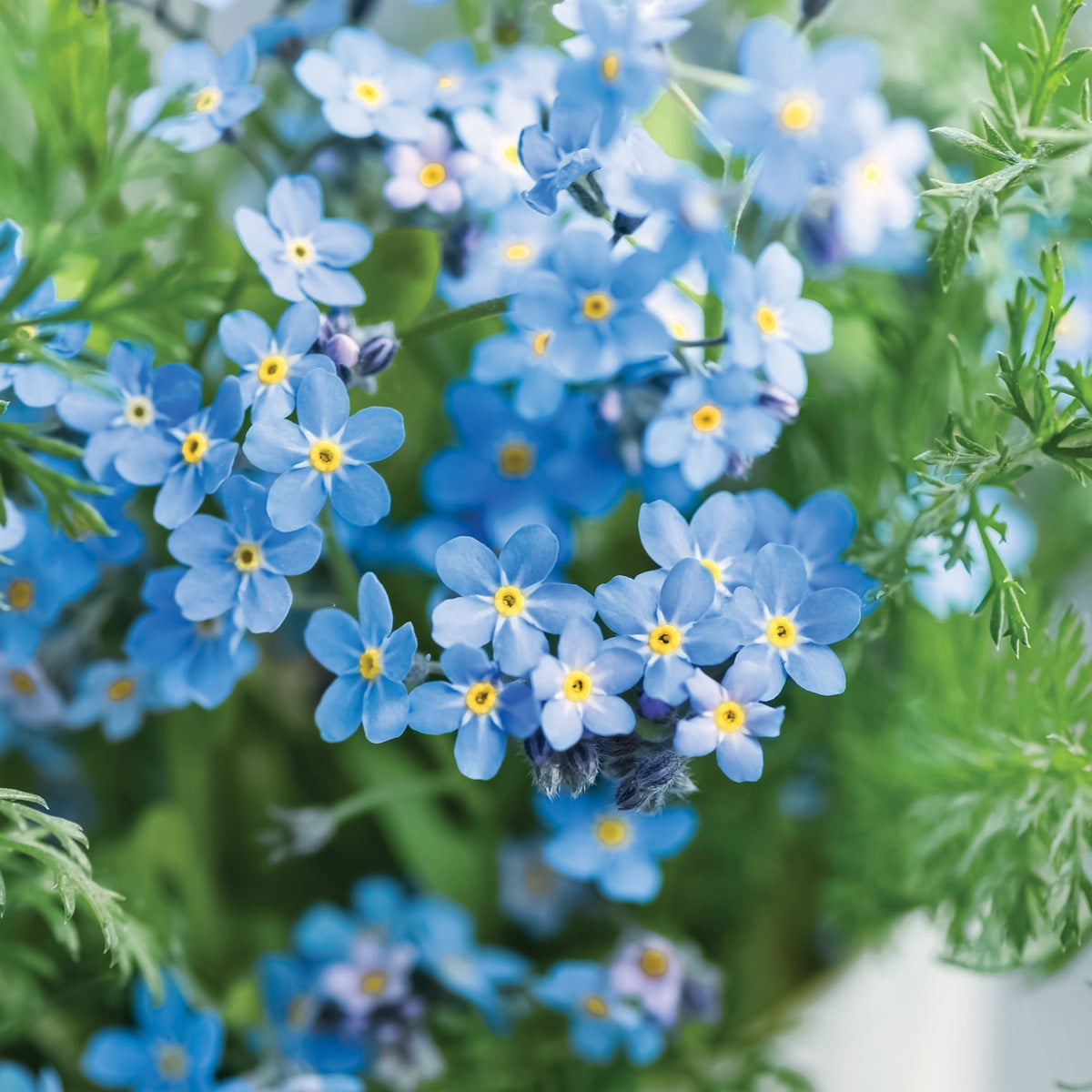 AWF Forget-Me-Not Seeds